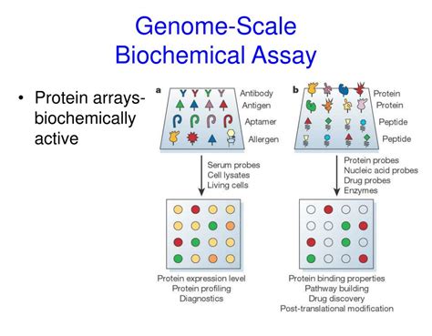 Ppt Functional Genomics Powerpoint Presentation Free Download Id 6970129