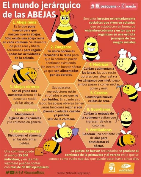 Conecto Mx Las Abejas Son Insectos Polinizadores Extremadamente