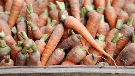 Swedish Womans Lost Wedding Ring Found On Garden Carrot After 16 Years