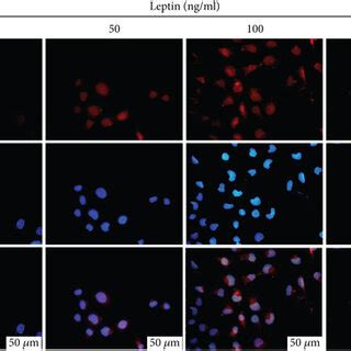 Leptin Exposure Induces Htr Svneo Cell Invasion A Htr Svneo