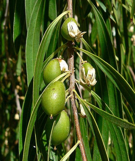 Gumbi Gumbi Bush Food Bush Tucker Taste Australia Native Food