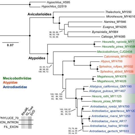 Pdf Phylogenomic Analysis And Revised Classification Of Atypoid