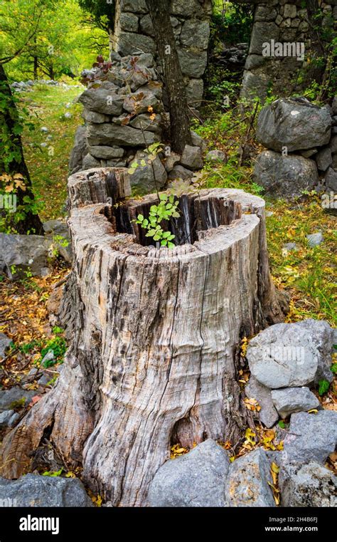 Tronco De Rbol Viejo Hueco Con Nuevo Rbol Que Crece De L Fotograf A