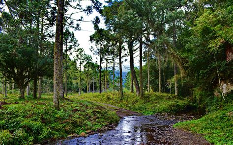 The Beauties And Riches Of Arauc Ria Forest Instituto Purun