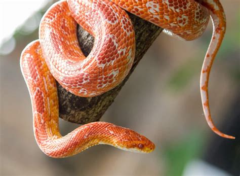 9 Things You Should Know About Pet Snakes