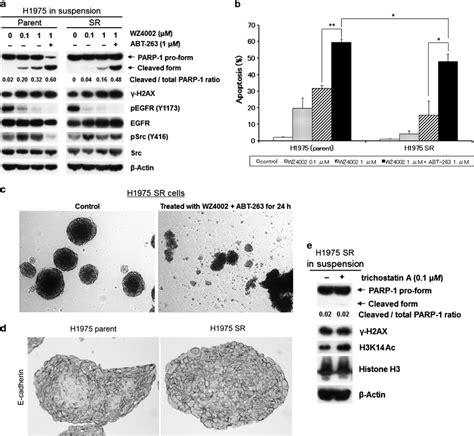 H1975 Src Tyrosine Kinase Inhibitor Tki Resistant Sr Cells Markedly