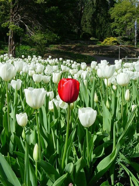 Pin By Ahmed Ali On Flowers Tulips Beautiful Flowers Nothing But