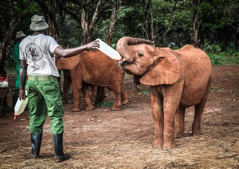 A Moment With Sheldrick Wildlife Trust Pacific Roots Magazine