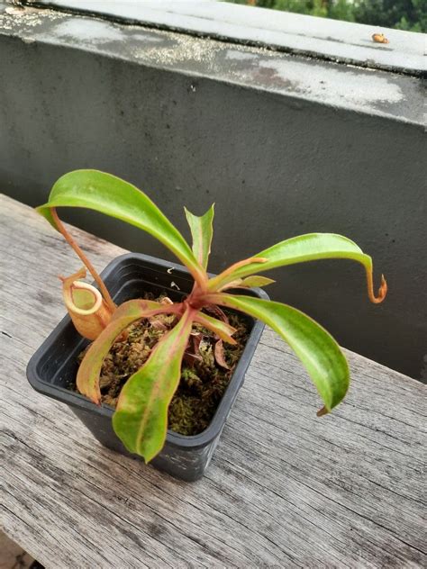 Nepenthes Viking X Ampullaria Red X Sumatrana Pitcher Plant Furniture