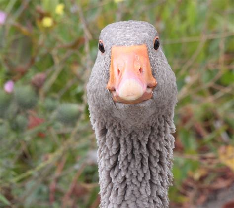 Goose Stare You Lookin At Me Goose At Laguna Lake A Flickr