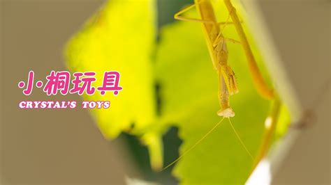 Praying Mantis Bionics Youtube