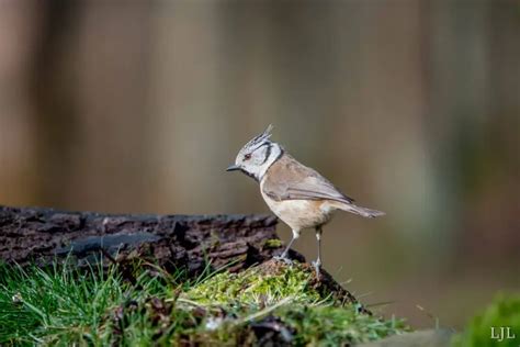 Topmejse Fakta Føde Habitat Og Billeder På Animaliabio