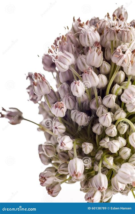 Leek Flower stock image. Image of leek, healthy, alliaceae - 60138789