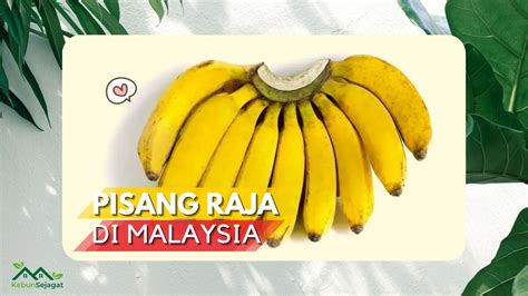 √ Kenali Ciri And Cara Tanam Pisang Raja Di Malaysia Kebun Sejagat