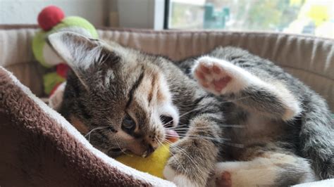 Kater Klaus Und Mini Mia Land Der Tiere