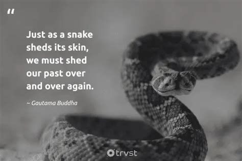 Snake Quotes Exploring The World Of These Limbless Reptiles