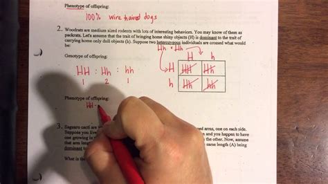 Monohybrid Cross Problems Worksheets