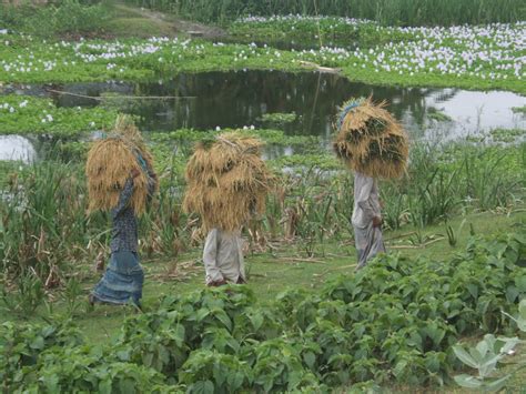 Flooding in Bangladesh: Causes, Impacts and Management - PUMPKIN ...