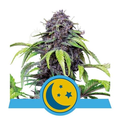 Royal Queen Seeds CBD Auto Purplematic CBD Grow Island By Ds