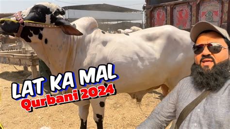 Lahore Cow Mandi Sahiwal Cholisthani Bachre Qurbani 2024 Lat Ka