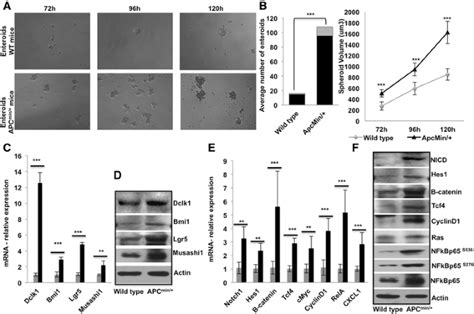 Dclk1 A Tumor Stem Cell Marker Regulates Pro Survival Signaling And