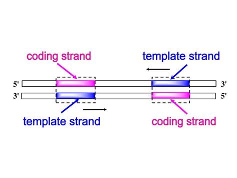 Coding Strand Template Strand