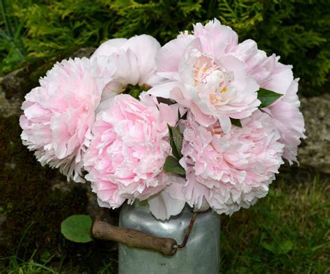 Pink Peonies In The Garden Stock Photo Image Of Warm 19978964