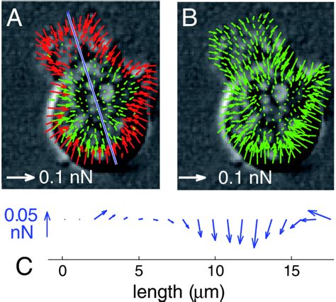 Pdf D Traction Force Microscopy Reveals Asymmetric Cortical Forces