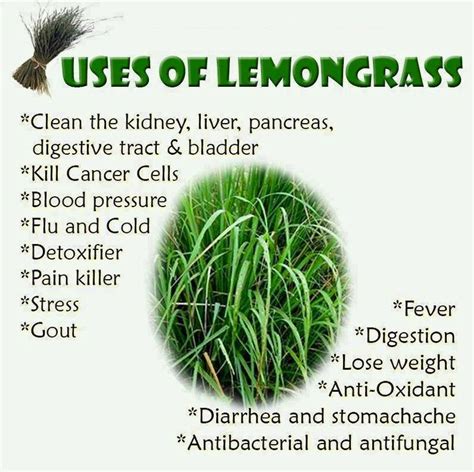 Lemongrass Lemon Health Benefits Herbalism Herbal Medicine