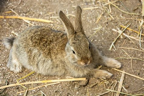 Acerca De La Enfermedad Hemorr Gica De Los Conejos S Ntomas Del Vhb