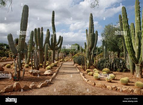 Trichocereus Pasacana Cactus Origen Mexico In Botanicactus Garden