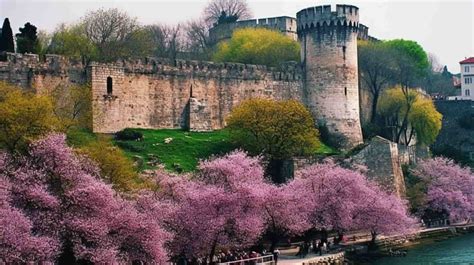 A History of Arboriculture - Istanbul | Tree Future