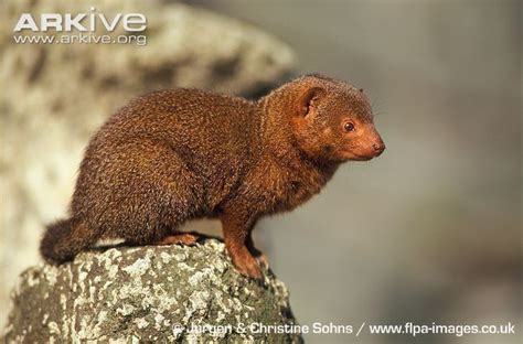 Common dwarf mongoose - Alchetron, The Free Social Encyclopedia