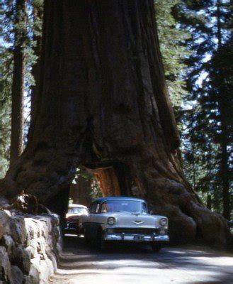 The Wawona Tunnel Tree A 2 300 Year Old Wonder Of Yosemite National