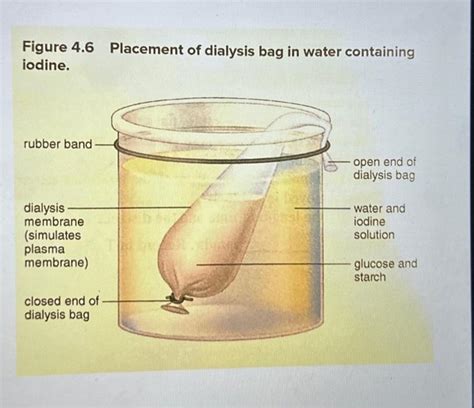 Solved Which Solute Didnt Diffuse Across The Dialysis Mem