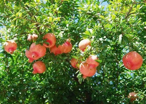 How To Care For Pomegranate Trees Nurturing Your Way To Juicy Harvests