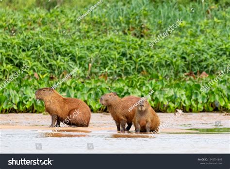 Capibara Capybara Mammal South America Photographed Stock Photo ...