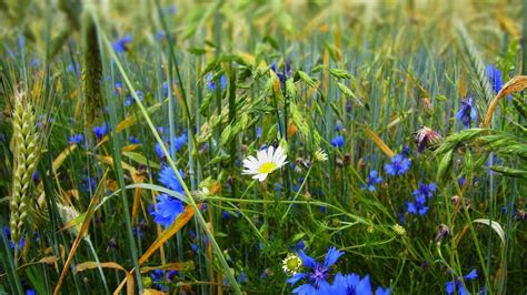 Wallpaper grass, flowers, wildflowers hd, picture, image