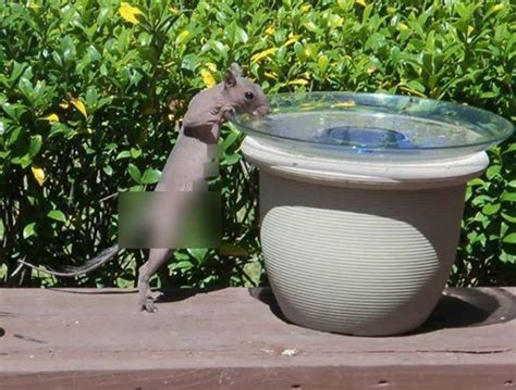 Naked Squirrel Lets It All Hang Out In Nice Lady S Backyard The Dodo