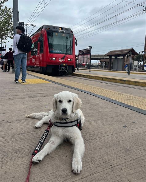 Diabetic Alert Dogs Of America LLC (@diabeticalertdog) • Instagram