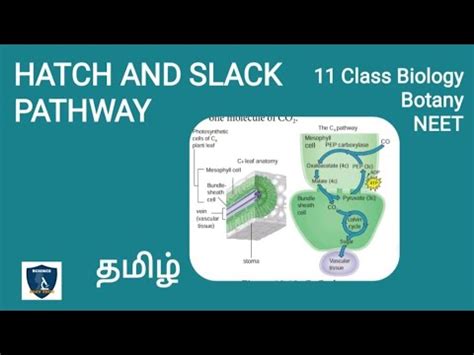 Hatch And Slack Pathway In Tamil Photosynthesis Botany I Class