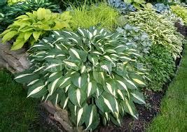 Хоста WHITE BIKINI 1 бр коренище Хоста LSCH SortoviSemena BG