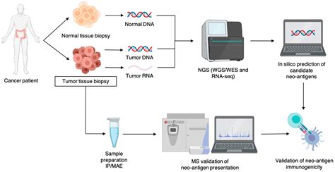 Vaccines Free Full Text Neo Antigen MRNA Vaccines