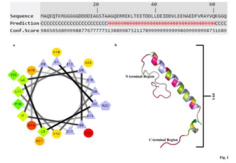 Helical Wheel Representation Of Homology Modeled Pup Showing The Amino