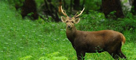 The Endangered Hog Deer | Critter Science