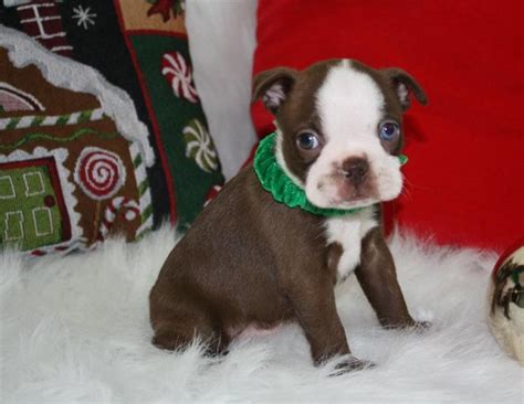 boston terrier puppies  sale buffalo ny