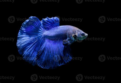 Blue Siamese Fighting Fish Betta Splendens 23311678 Stock Photo At