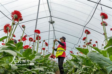 安徽肥东：大棚鲜花助增收 图片频道 人民网