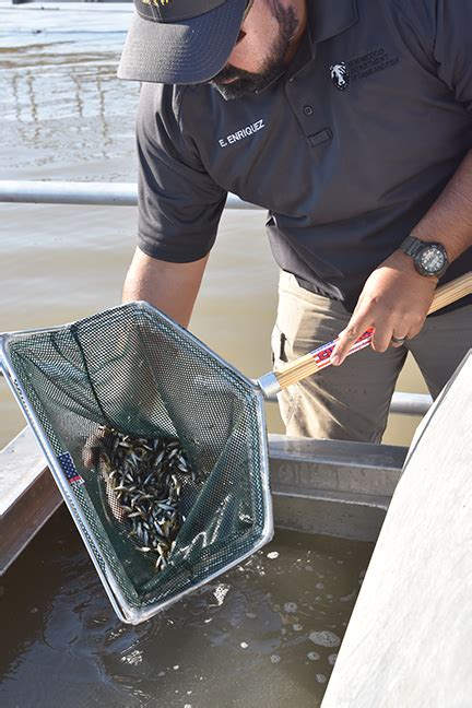 Hybrid striped bass introduced into Caballo Lake - New Mexico Wildlife ...