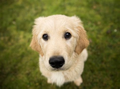 As Melhores Ra Es Para Golden Retriever Em Amor Aos Pets